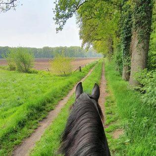 Luxe Gastenkamer Met Living En Keuken Bij Friezen Paarden Stal Pellendijk Westendorp Екстериор снимка