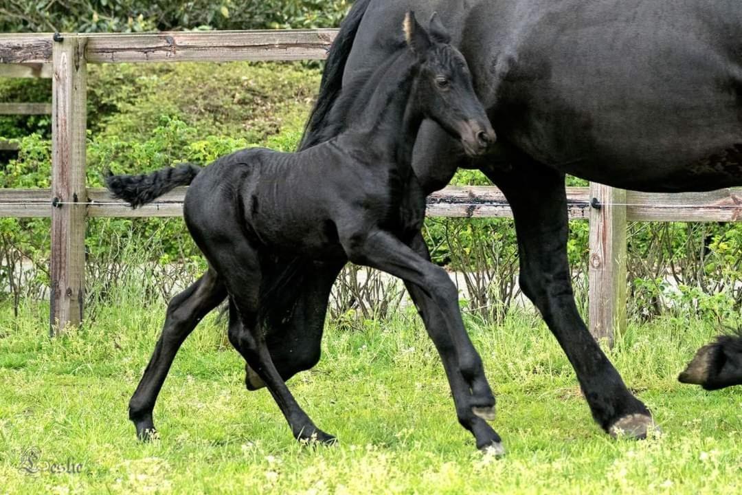 Luxe Gastenkamer Met Living En Keuken Bij Friezen Paarden Stal Pellendijk Westendorp Екстериор снимка